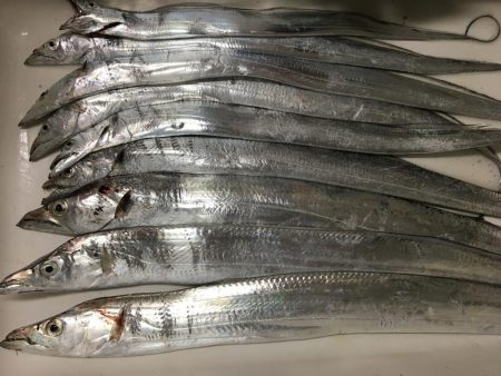 太刀魚いい感じ